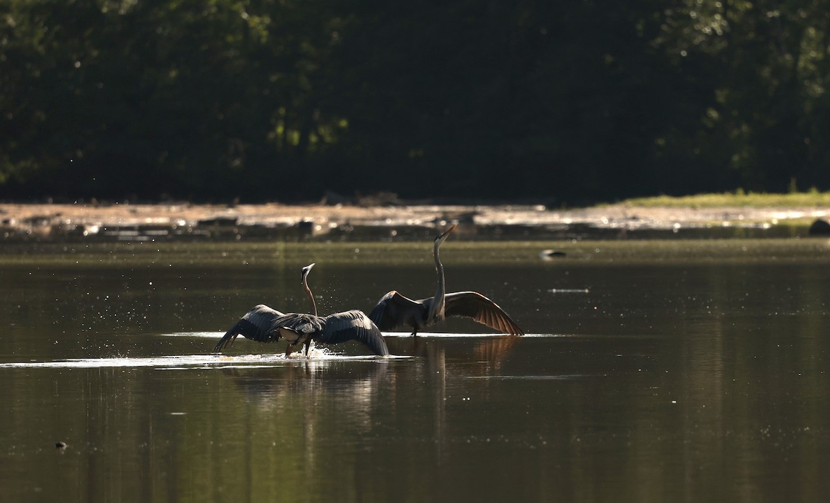 Great Blue Heron - Alicia Williams