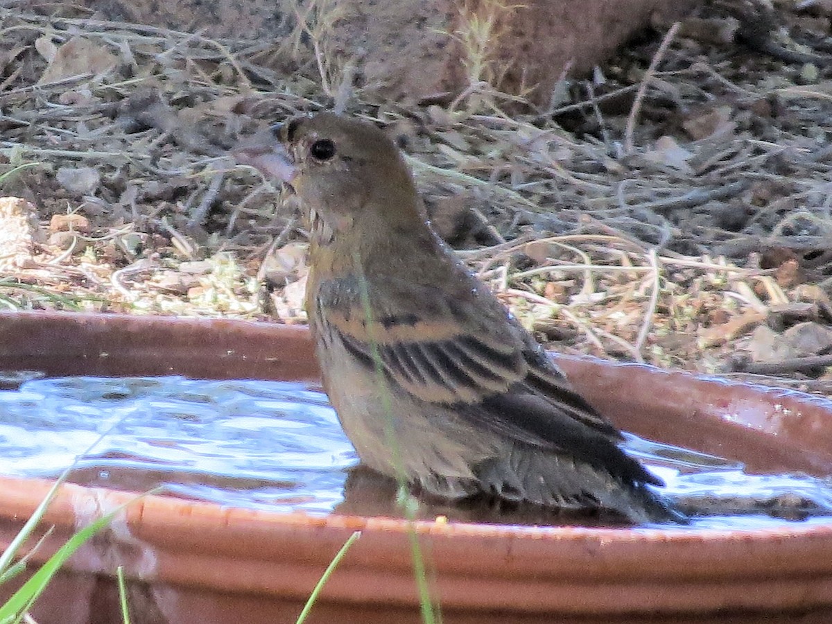 Blue Grosbeak - Susan Patla