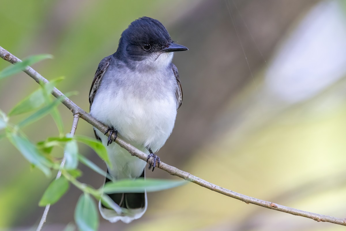 Eastern Kingbird - ML619638450