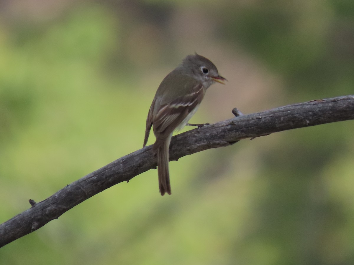 Western Flycatcher (Cordilleran) - Diane Roberts