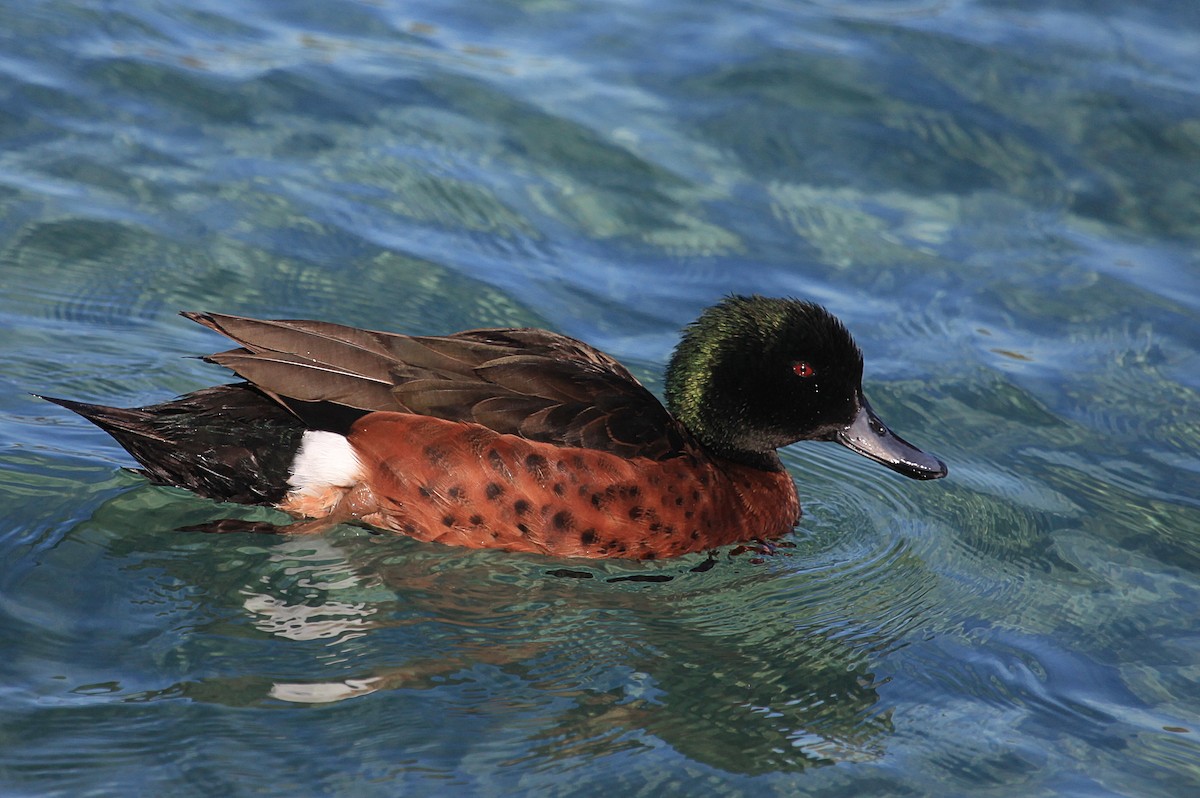 Chestnut Teal - Martyn Covey