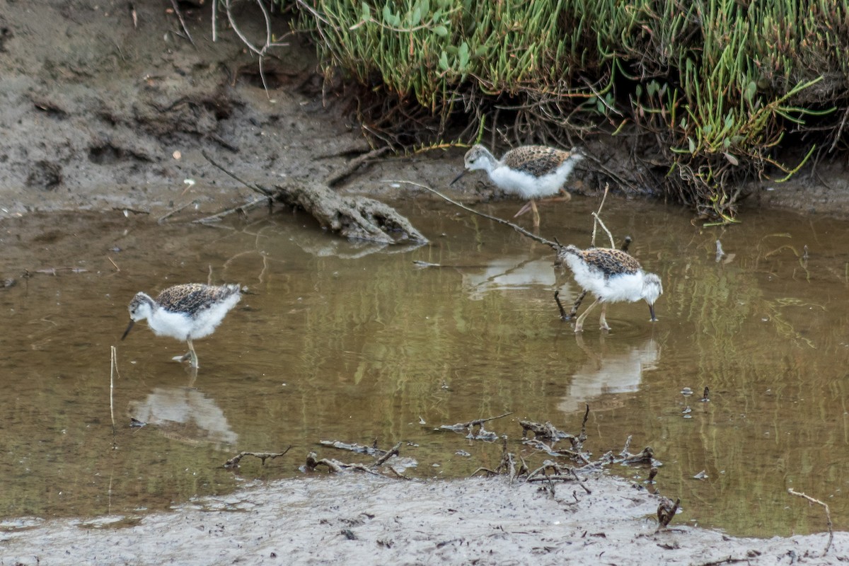 Black-winged Stilt - Tiago Lourenço