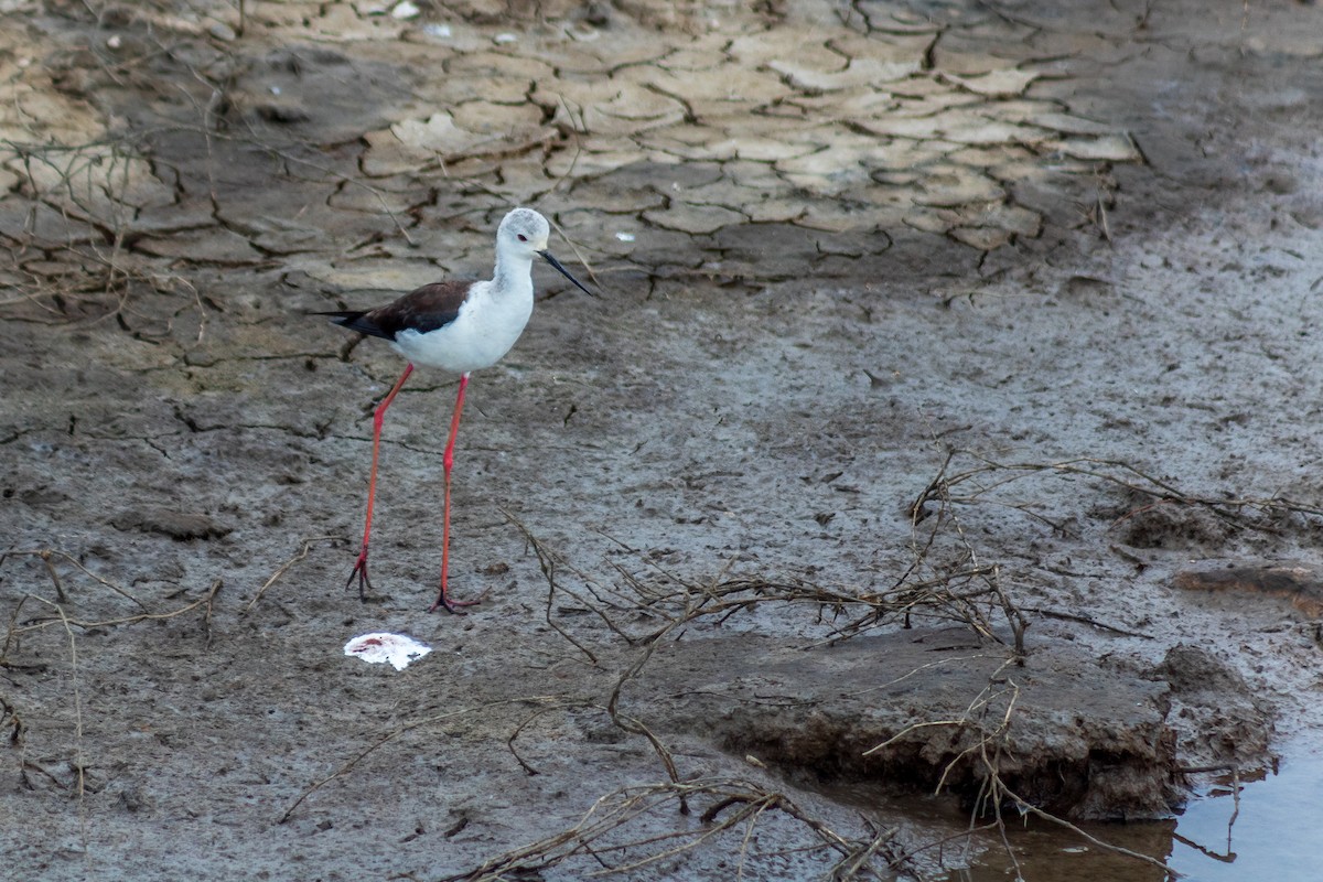 Black-winged Stilt - Tiago Lourenço