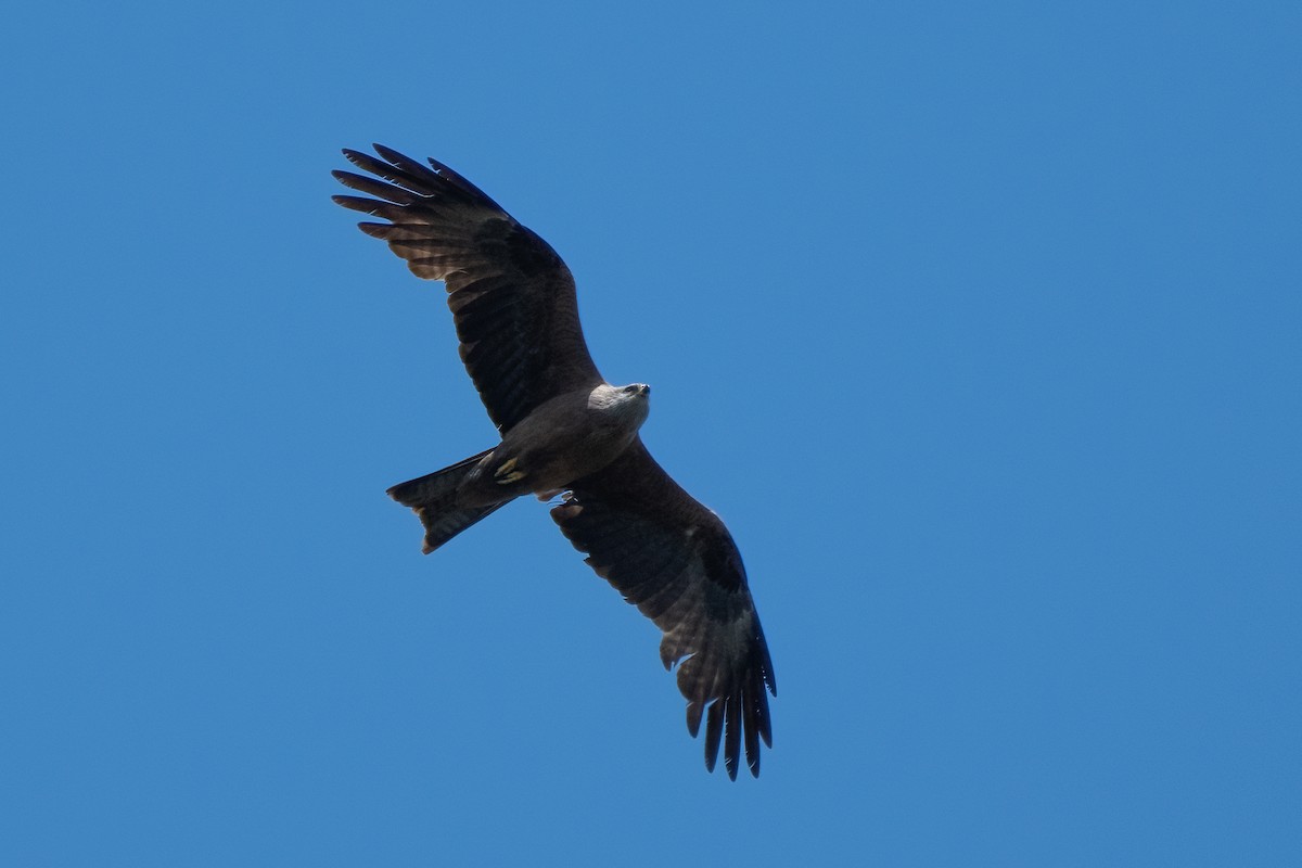 Black Kite - Ana Amaral