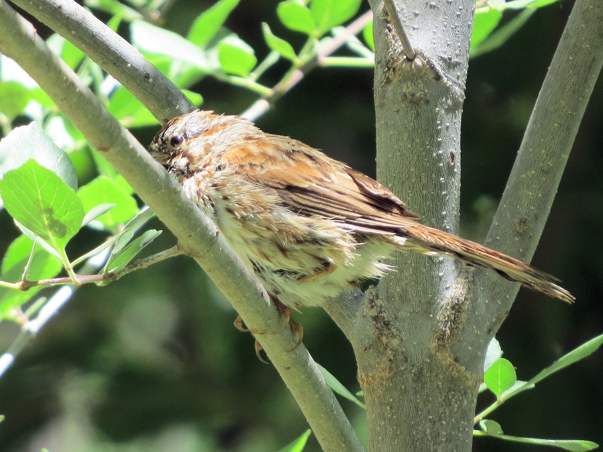 Song Sparrow - ML619638496