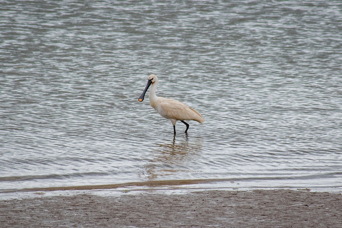 Eurasian Spoonbill - Tiago Lourenço