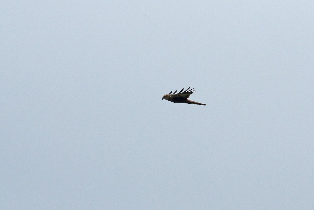 Western Marsh Harrier - Andrew Steele