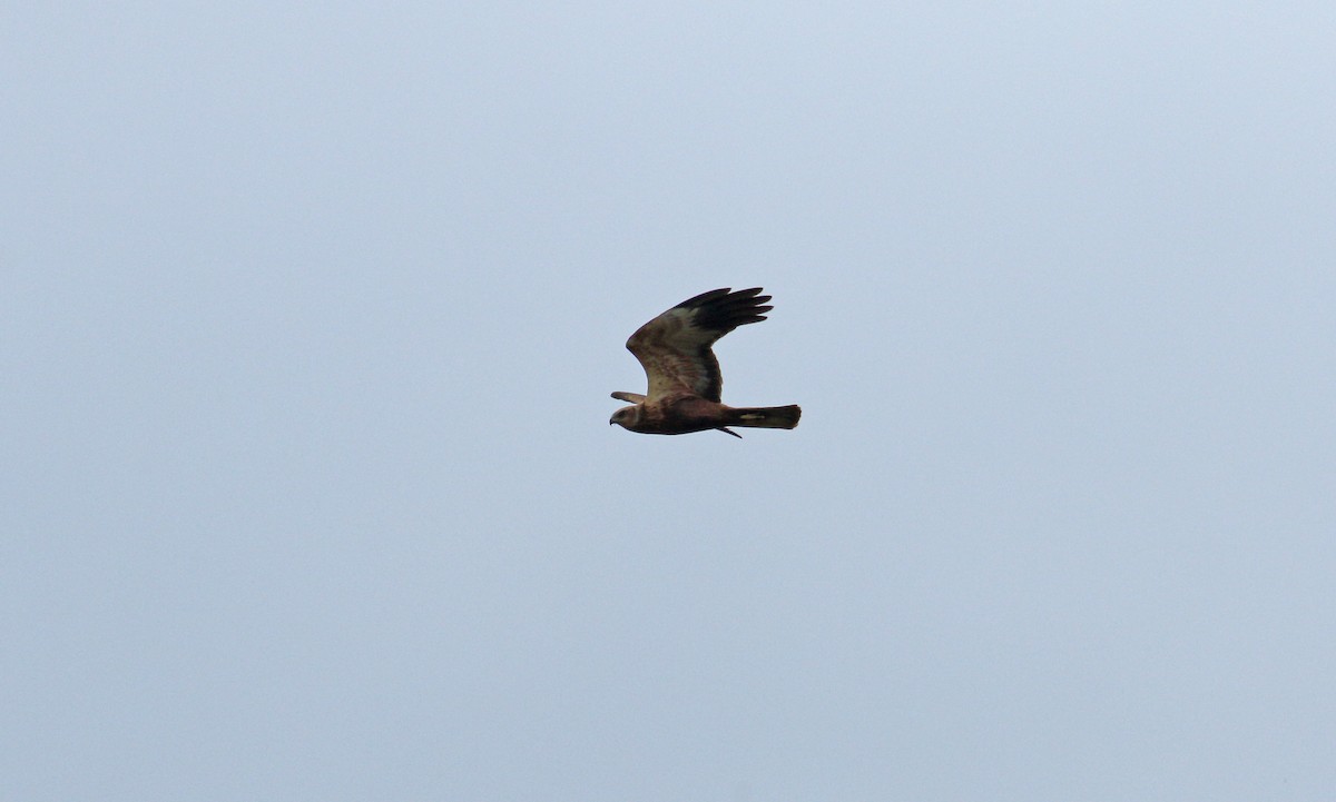 Western Marsh Harrier - Andrew Steele