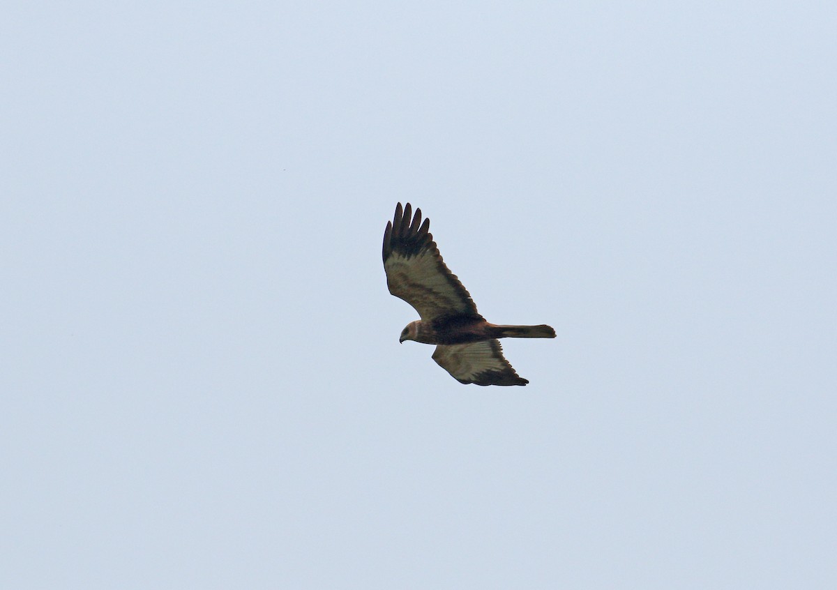 Western Marsh Harrier - Andrew Steele