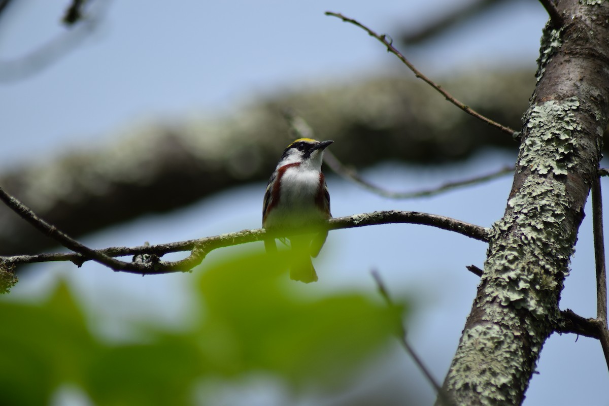 Chestnut-sided Warbler - Tyler Williams