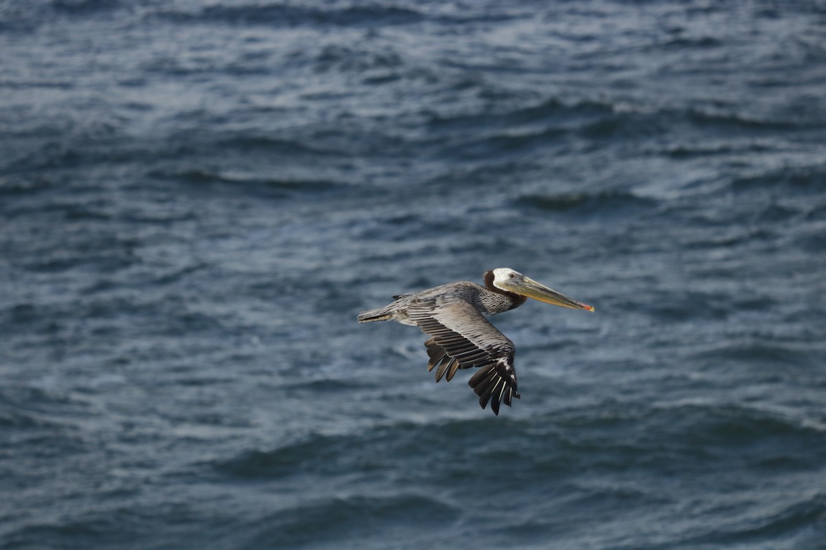 pelikán hnědý - ML619638513