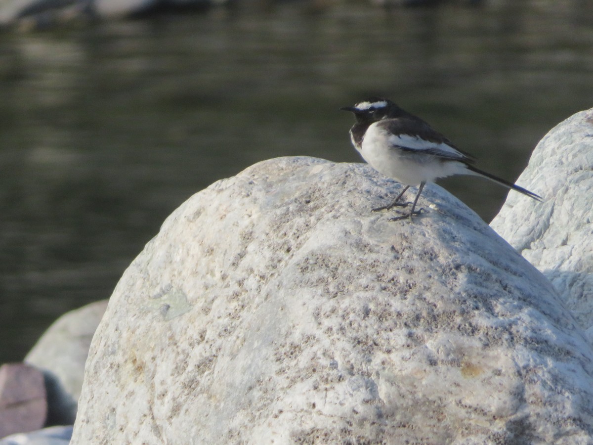 White-browed Wagtail - Alexis Lamek