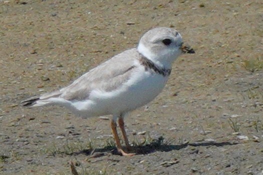 Piping Plover - Mary Alice HAYWARD