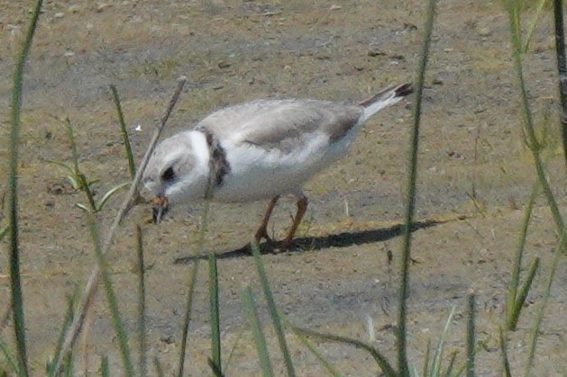 Piping Plover - Mary Alice HAYWARD