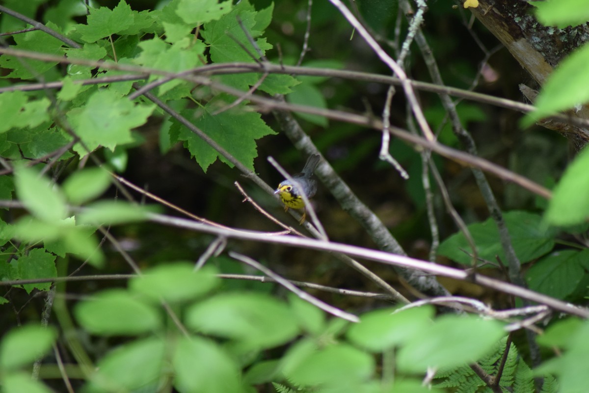 Canada Warbler - Tyler Williams