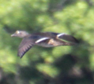 Wood Duck - ML619638529