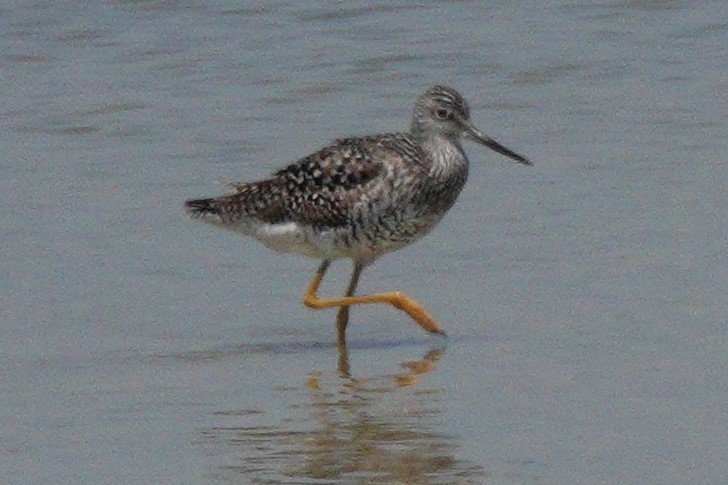 Greater Yellowlegs - Mary Alice HAYWARD