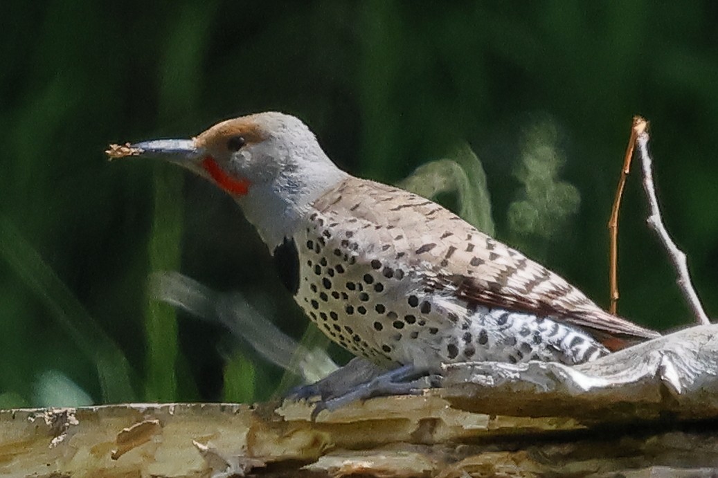 Northern Flicker (Red-shafted) - David Forinash