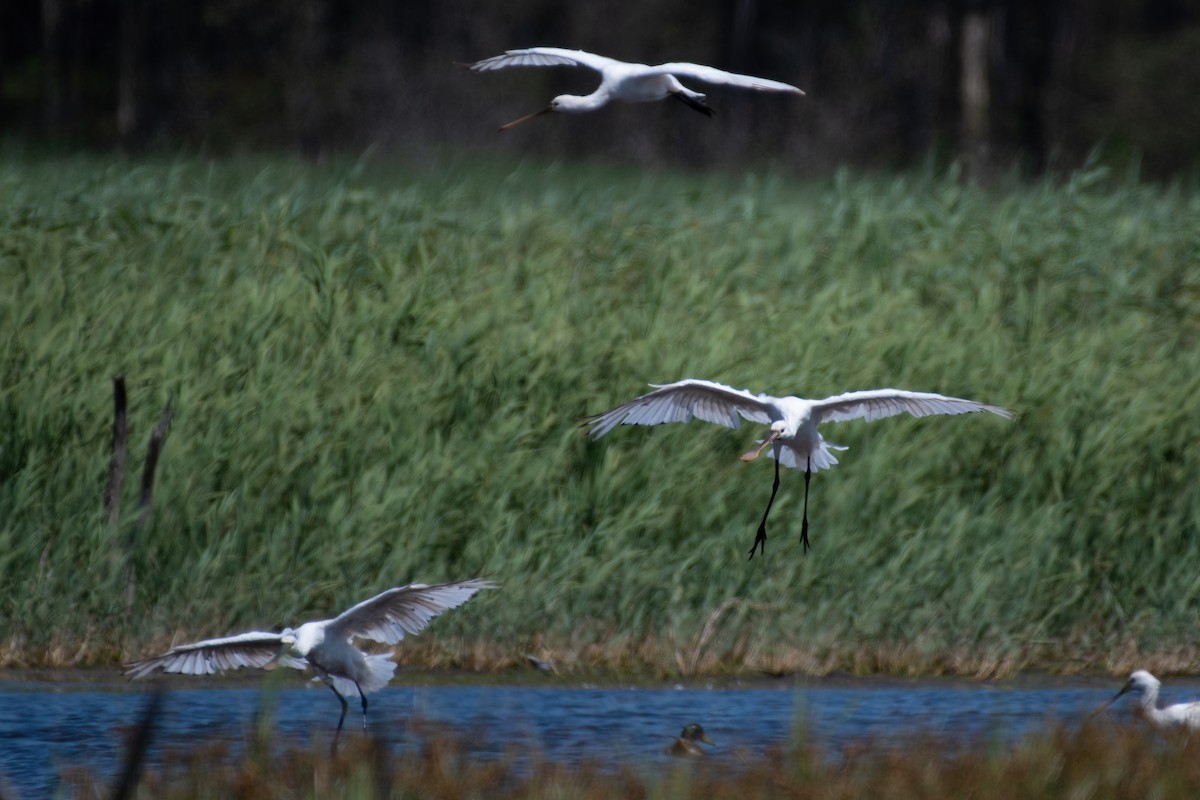 Eurasian Spoonbill - Ana Amaral