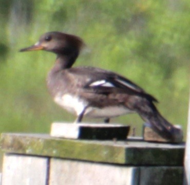 Hooded Merganser - Samuel Harris