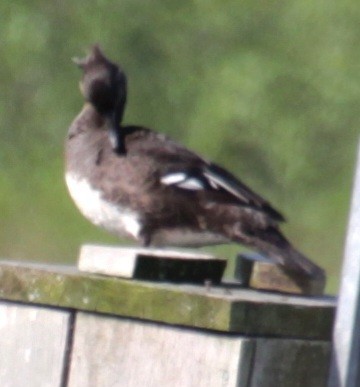 Hooded Merganser - Samuel Harris