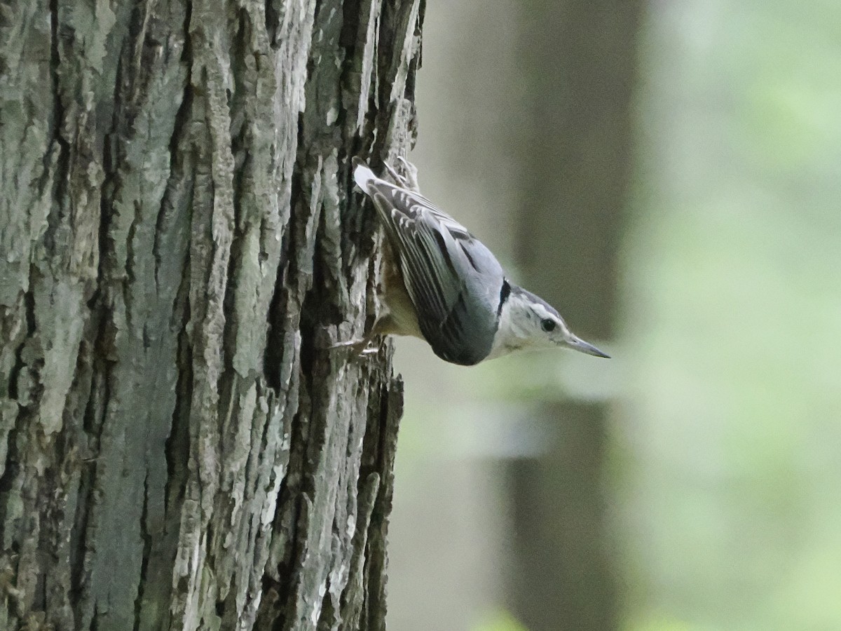 White-breasted Nuthatch - Michelle Herrmann