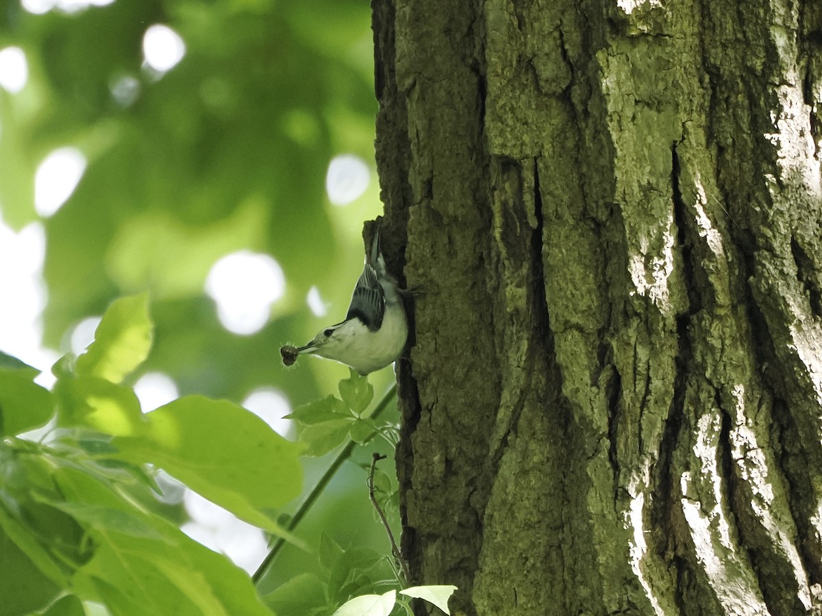 White-breasted Nuthatch - Michelle Herrmann