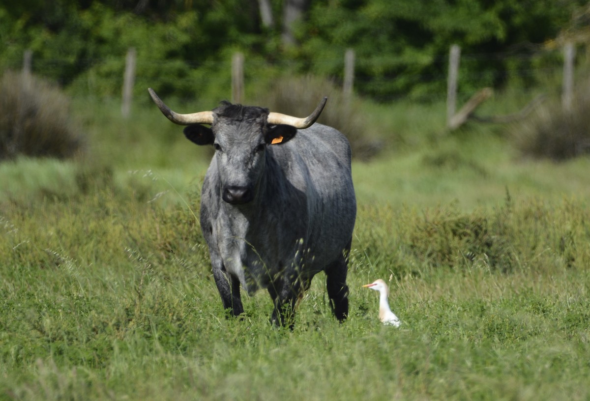 Western Cattle Egret - Dominique Blanc