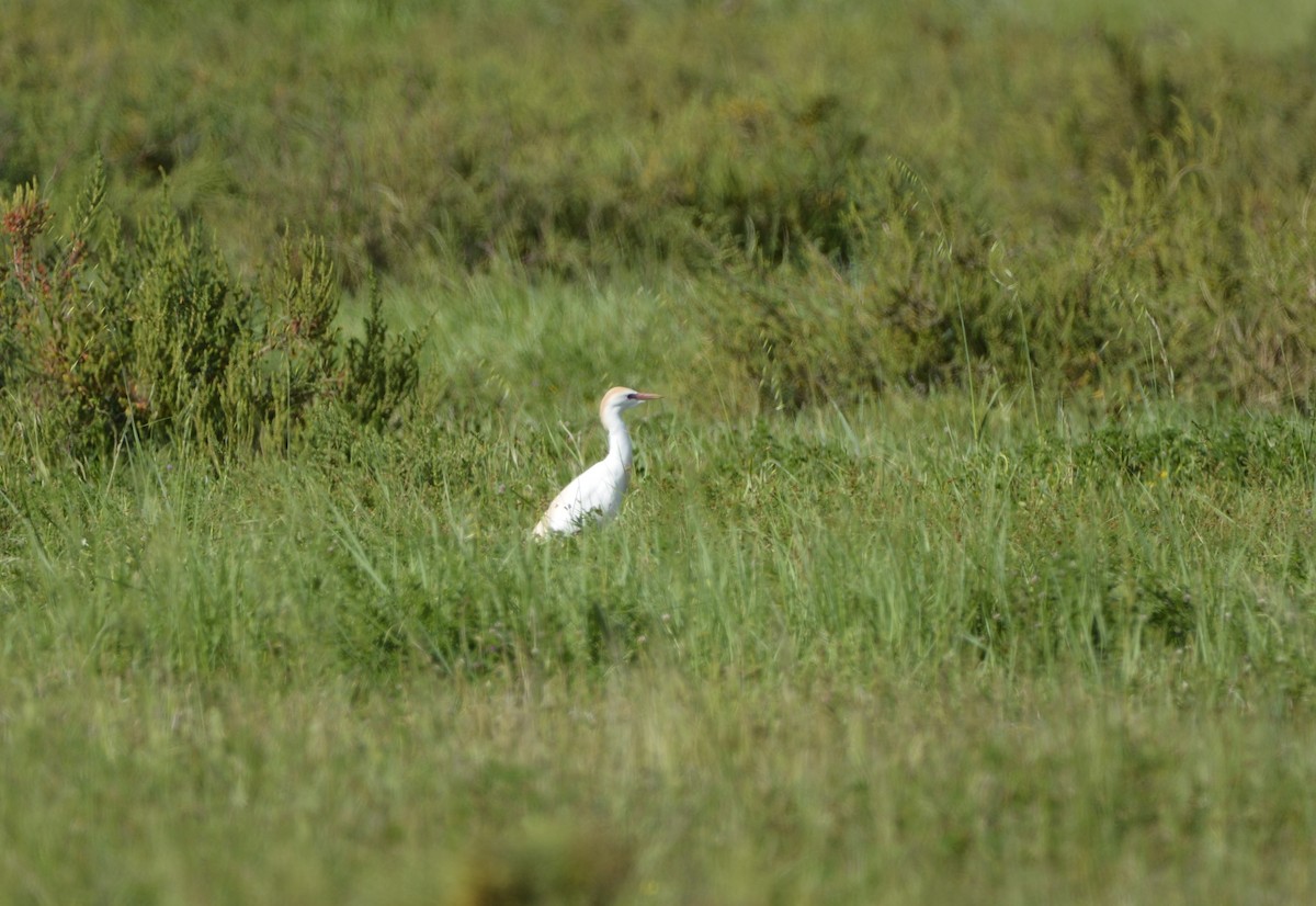 Western Cattle Egret - Dominique Blanc