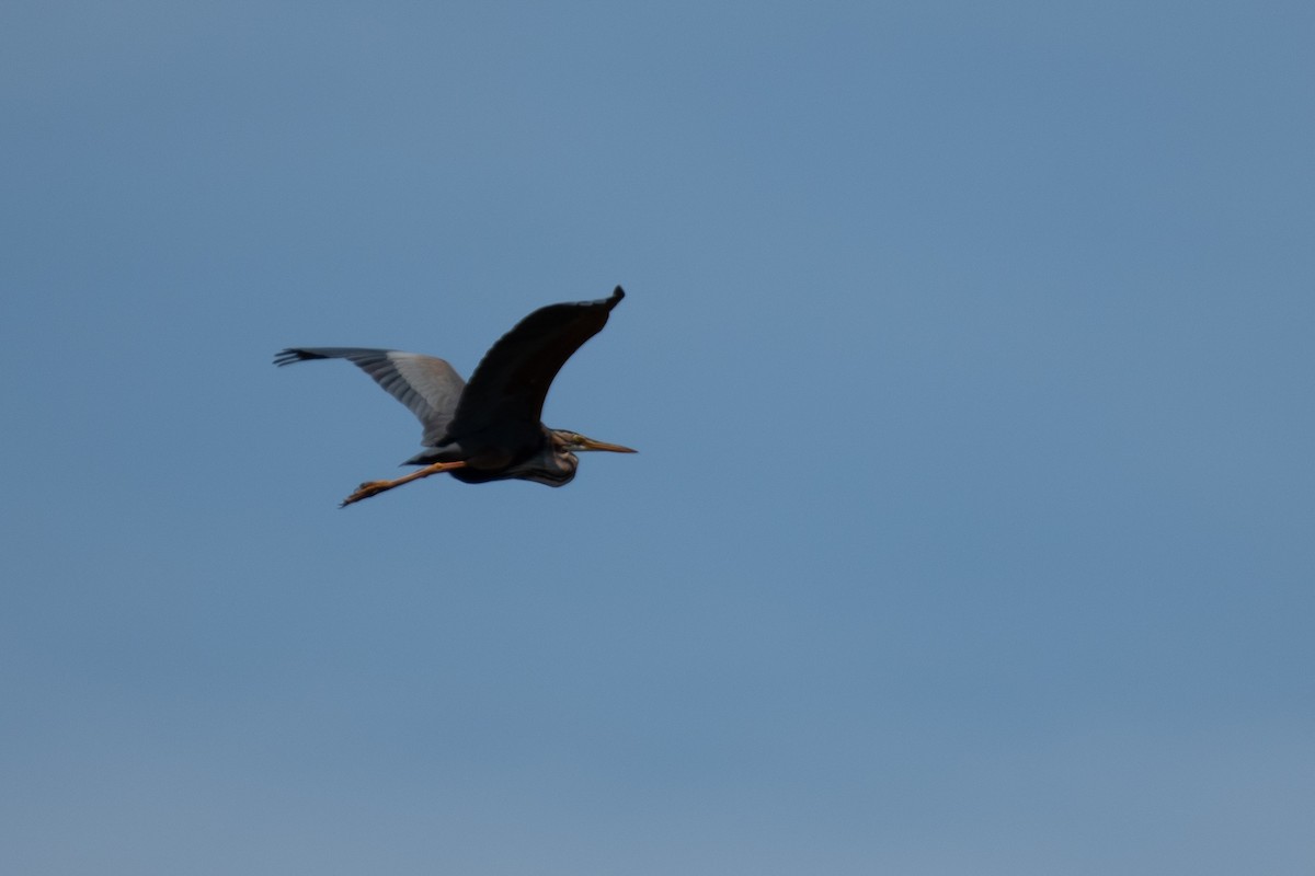 Purple Heron - Ana Amaral