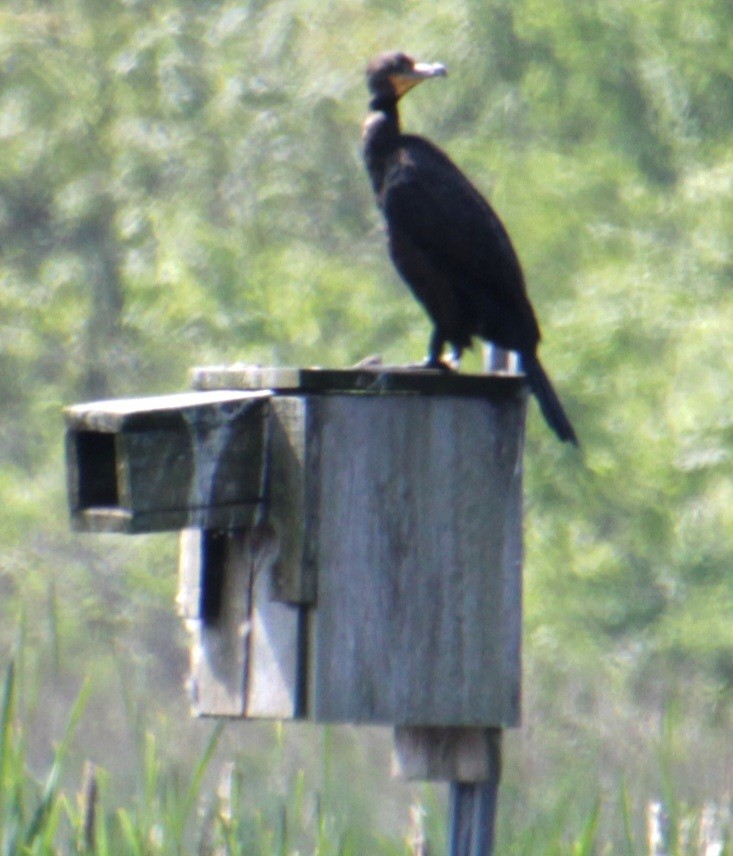 Double-crested Cormorant - Samuel Harris