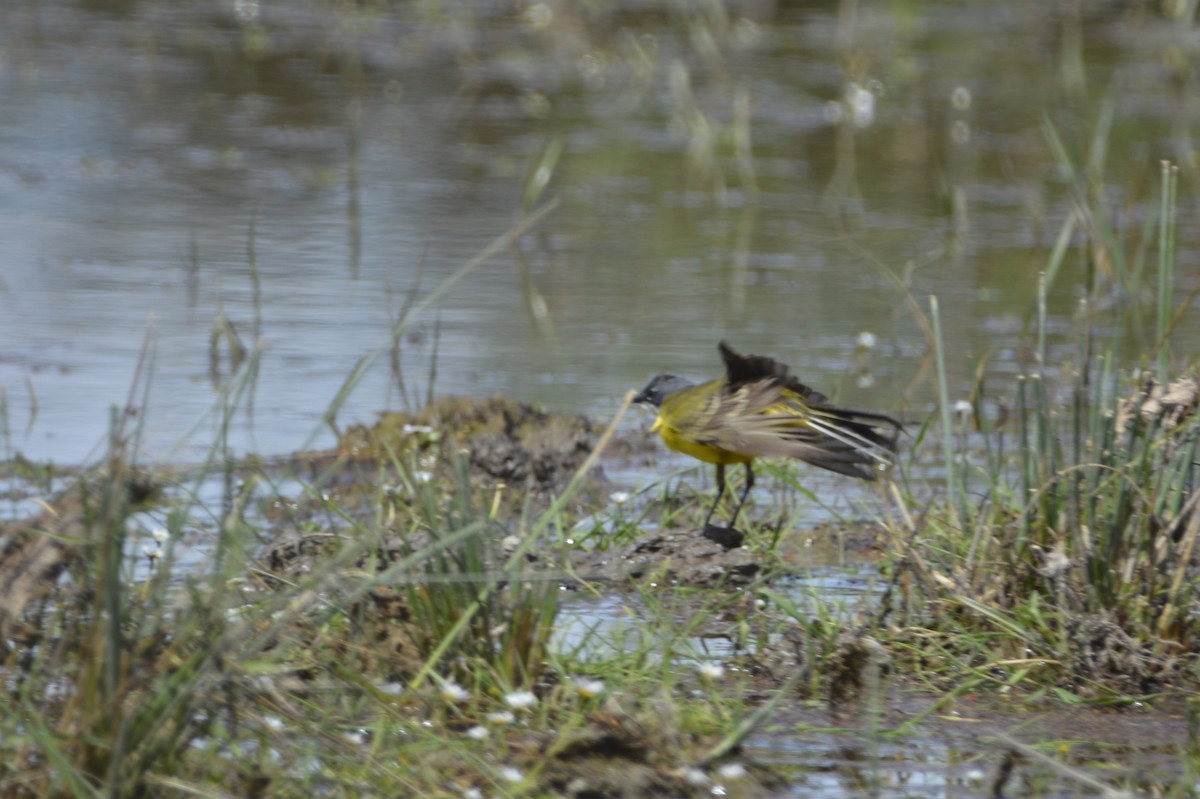 Western Yellow Wagtail - Dominique Blanc