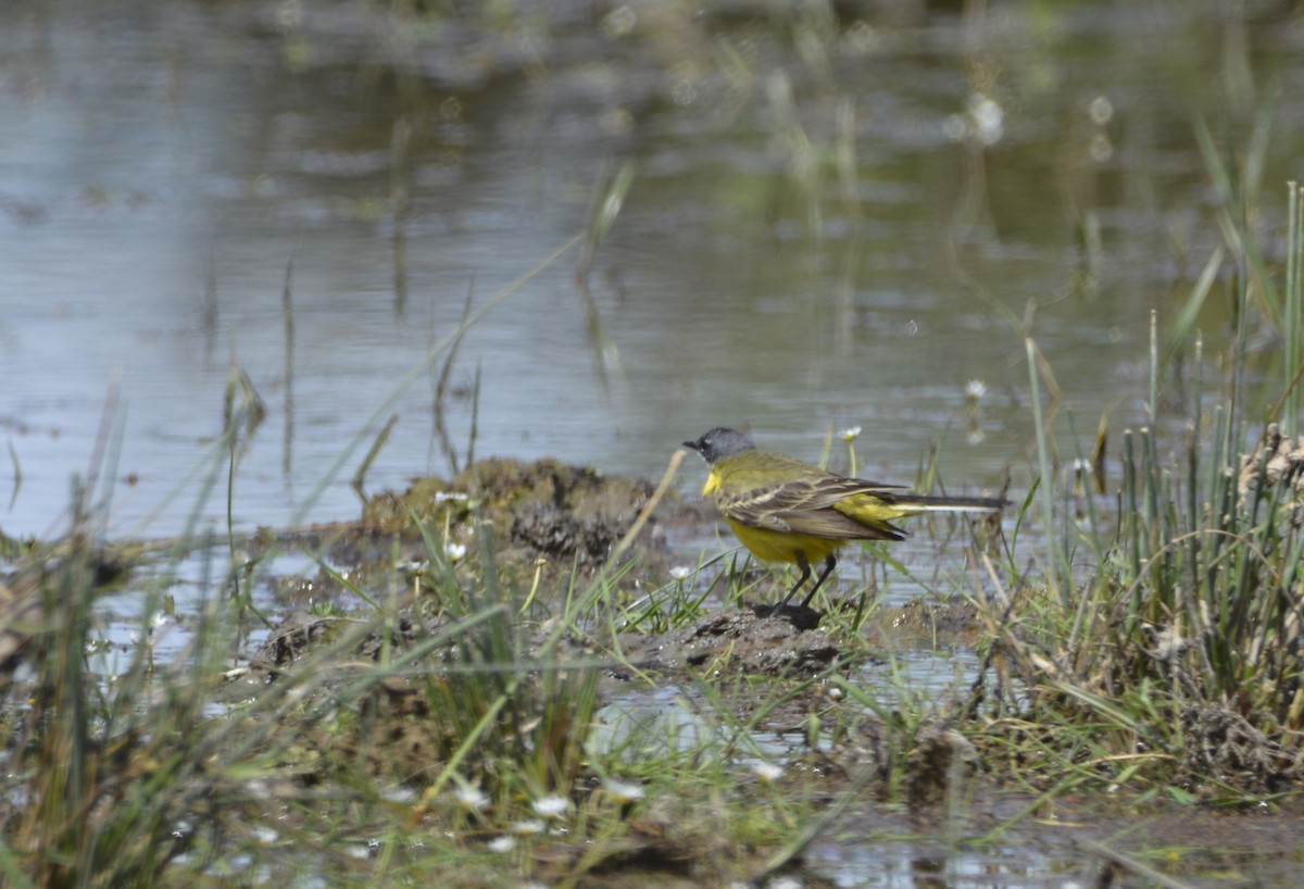 Western Yellow Wagtail - Dominique Blanc