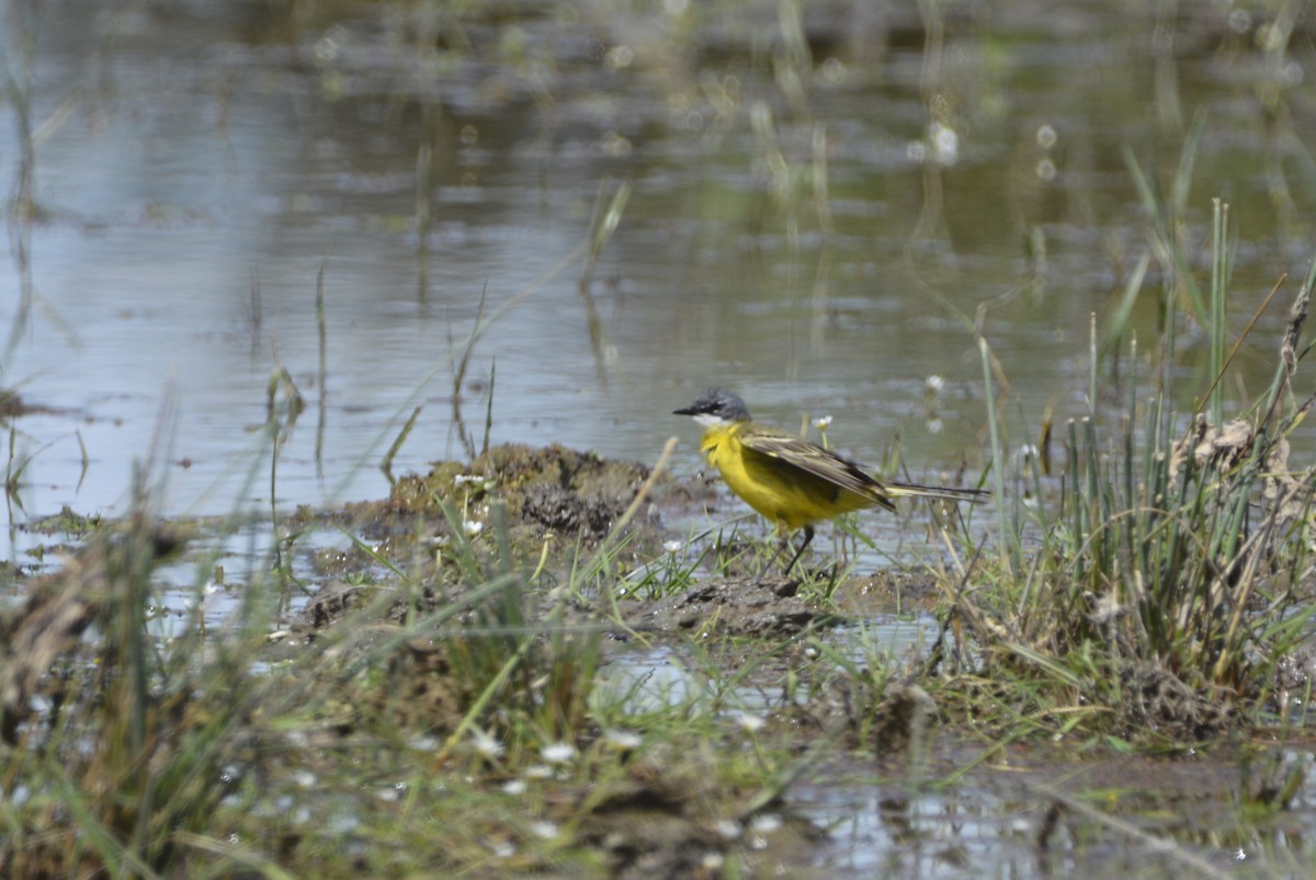 Western Yellow Wagtail - Dominique Blanc