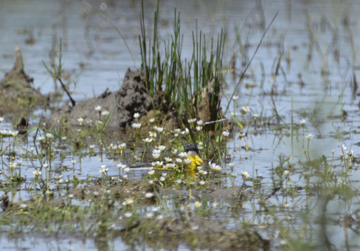 Western Yellow Wagtail - Dominique Blanc