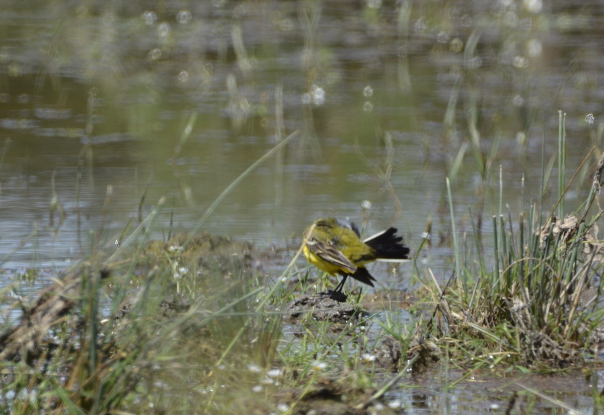 Western Yellow Wagtail - Dominique Blanc