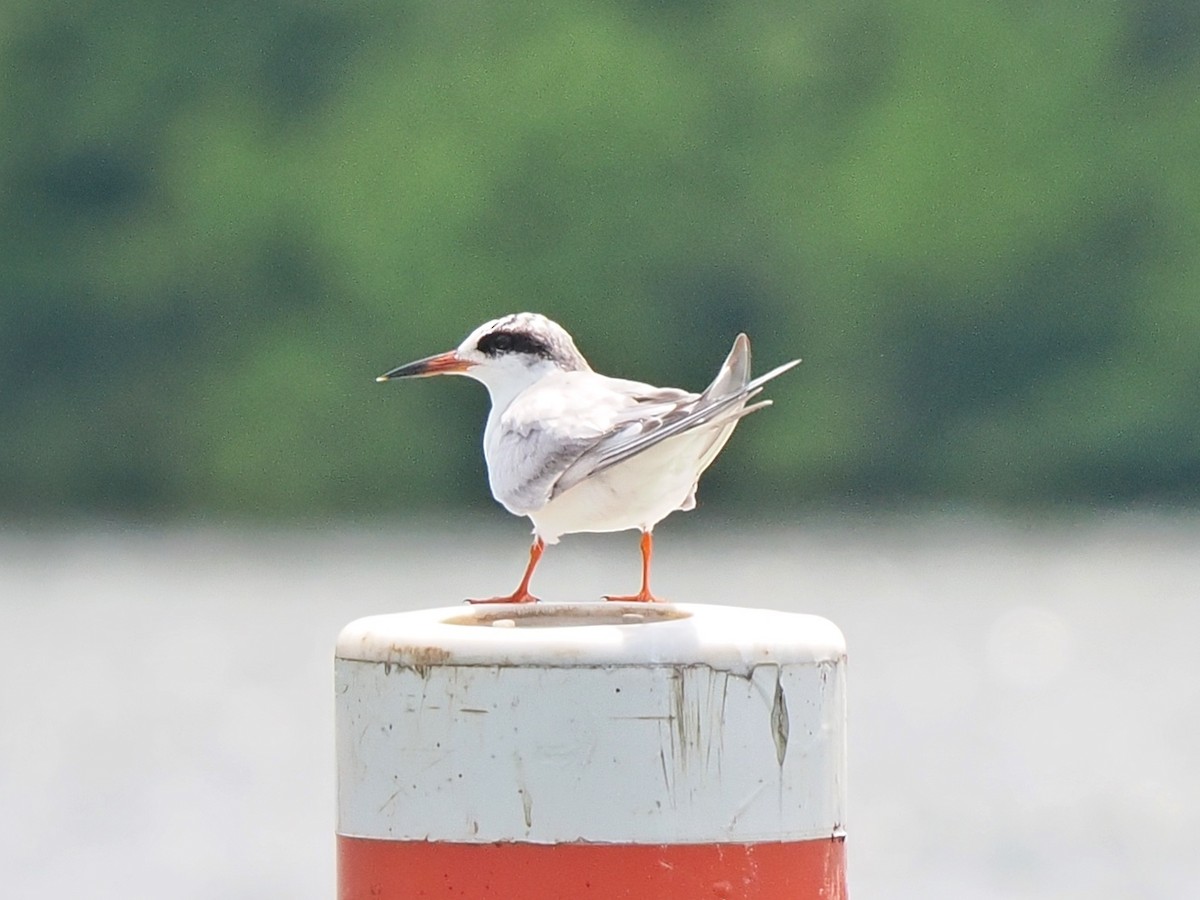 Forster's Tern - ML619638594