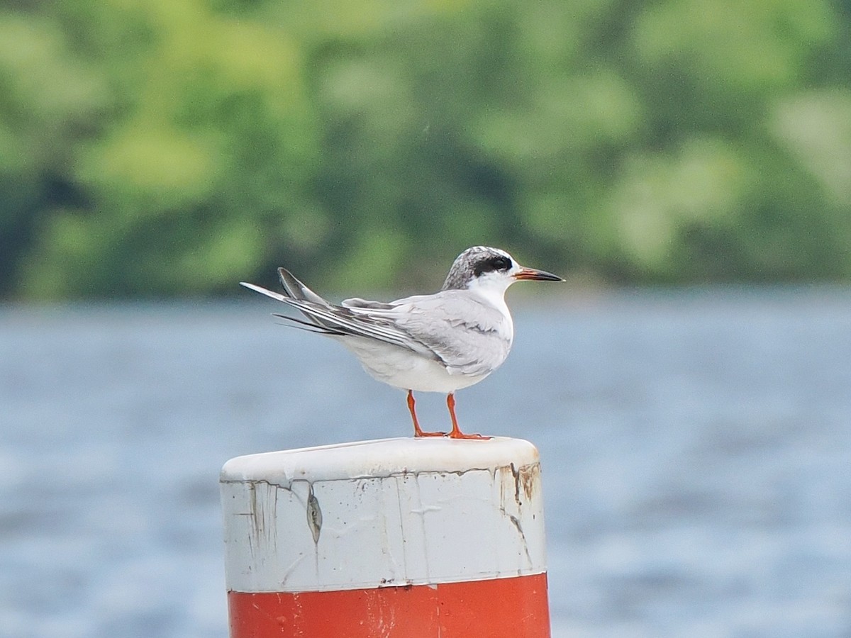 Forster's Tern - ML619638595