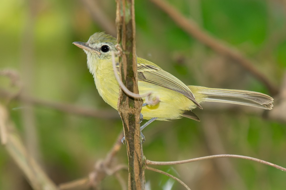 Yellow-olive Flatbill - ML619638634