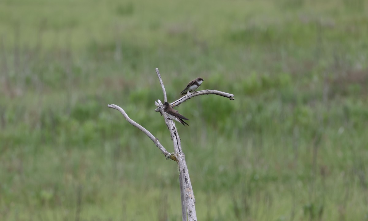 Bank Swallow - David Swinford