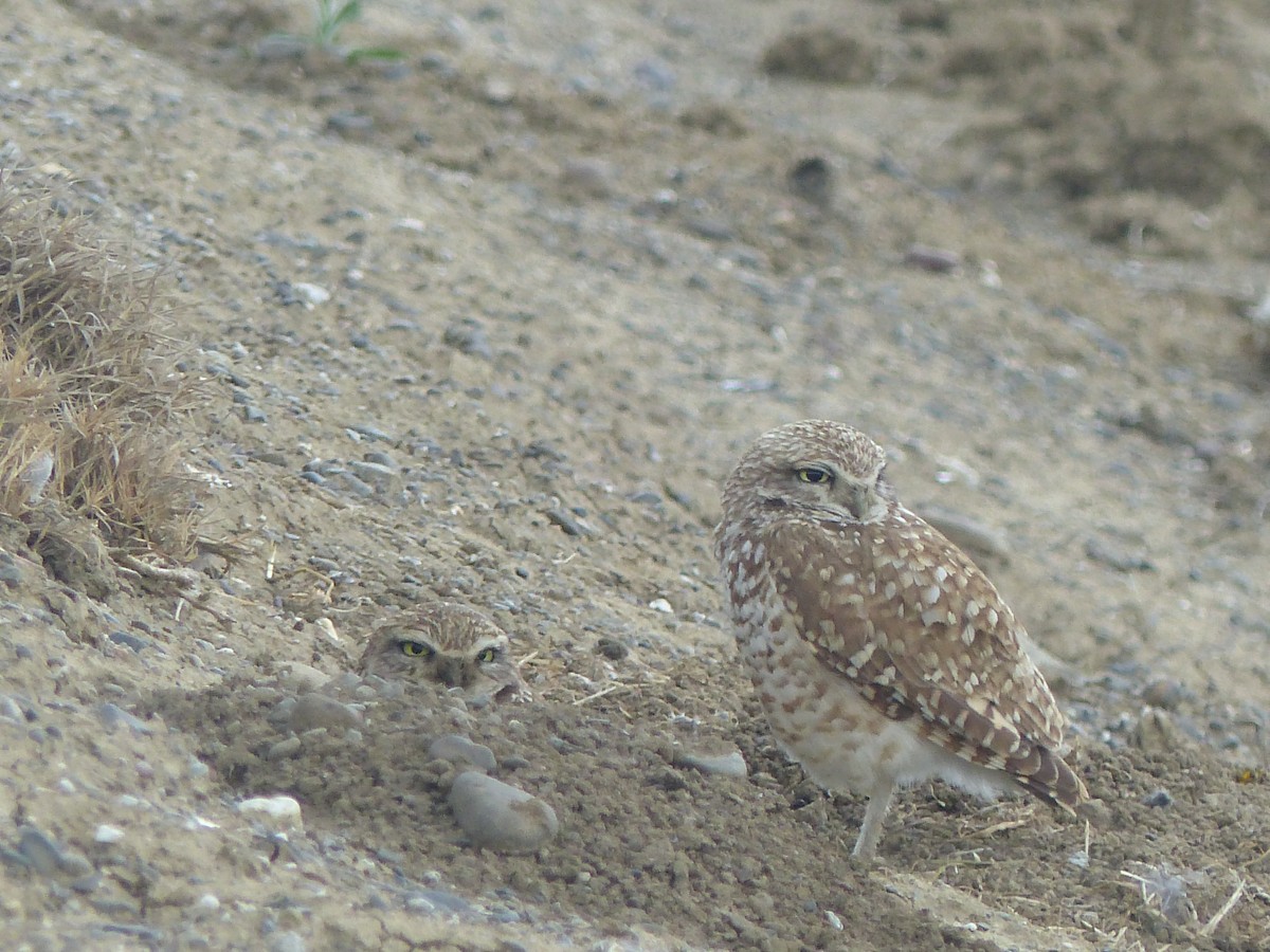 Burrowing Owl - ML619638637