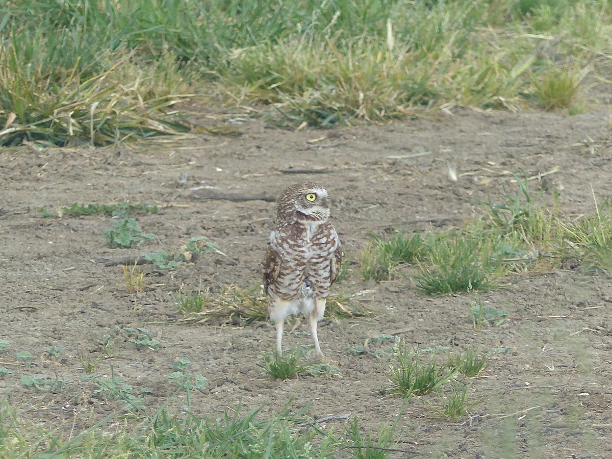 Burrowing Owl - ML619638638
