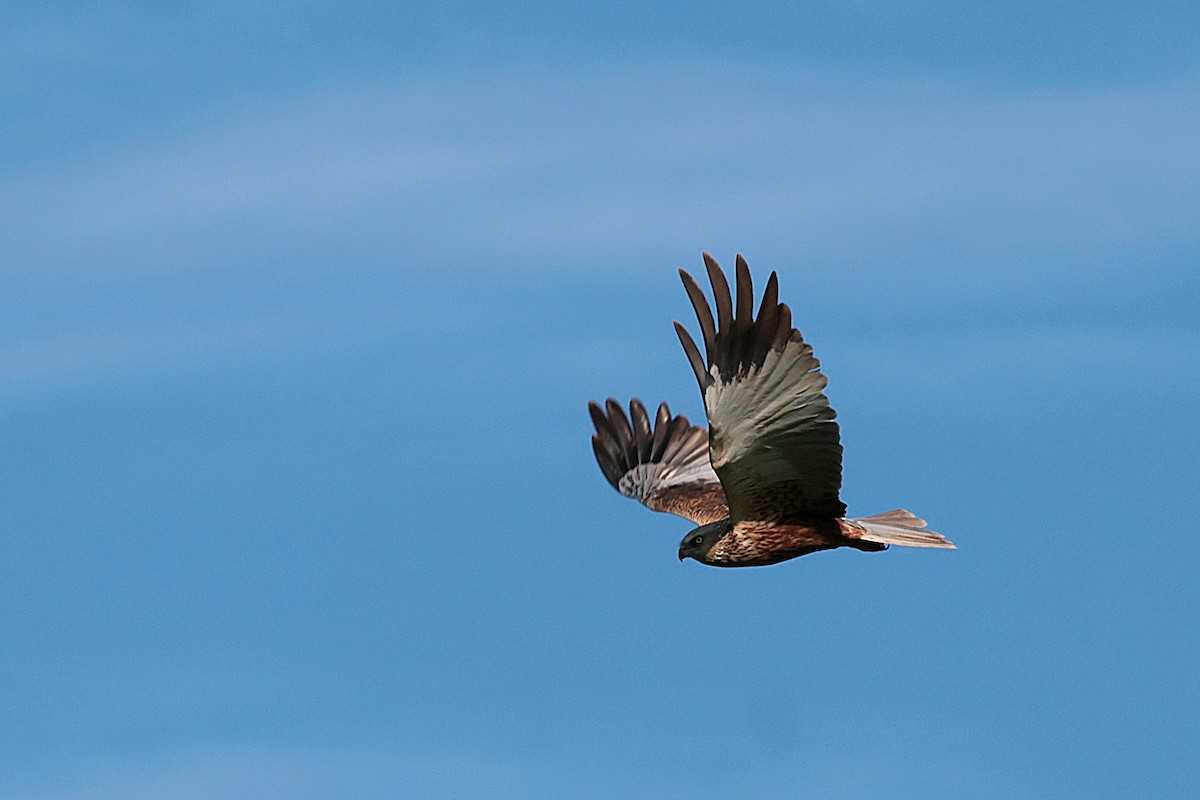 Western Marsh Harrier - Seán Holland