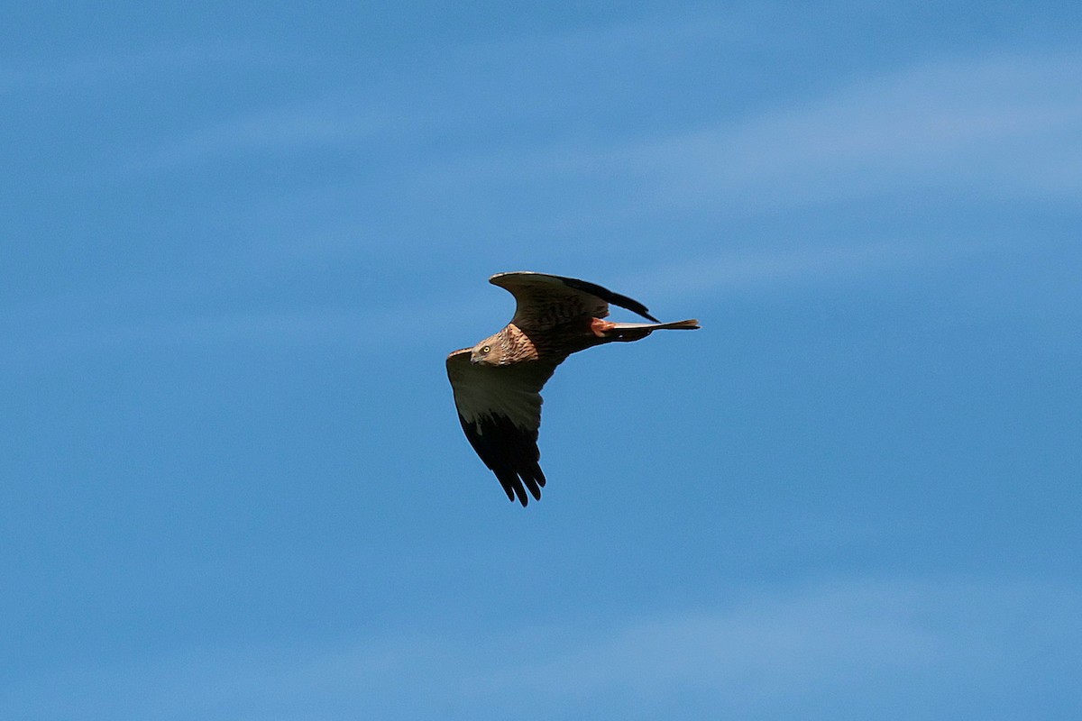 Western Marsh Harrier - Seán Holland