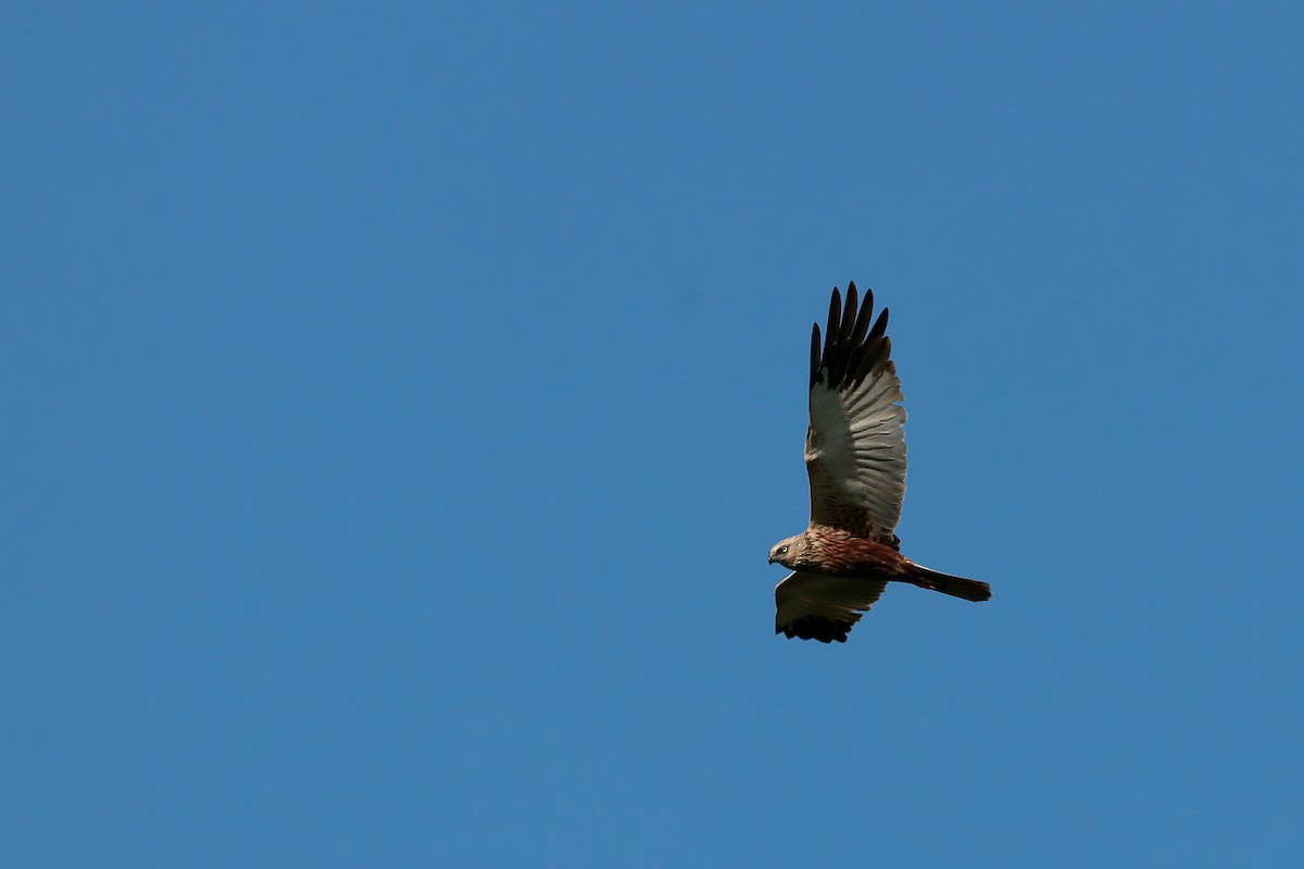 Western Marsh Harrier - Seán Holland