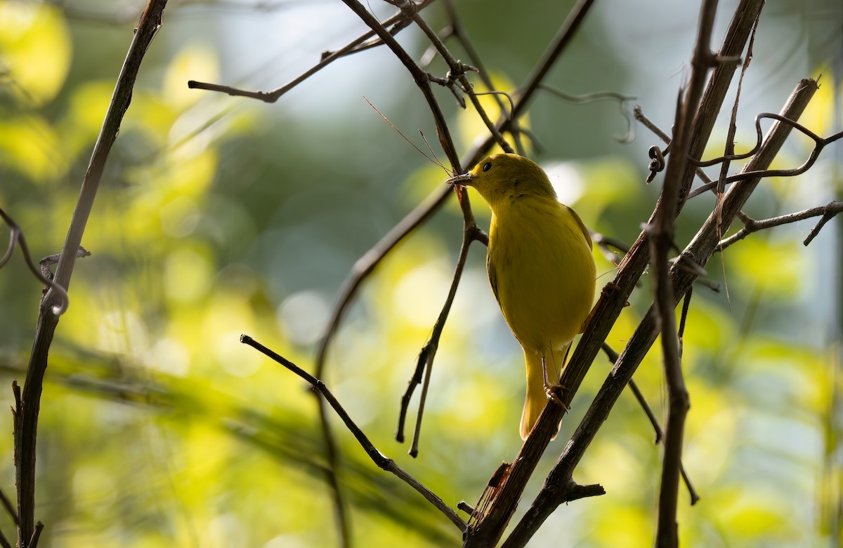 Yellow Warbler (Northern) - Cristina Avila