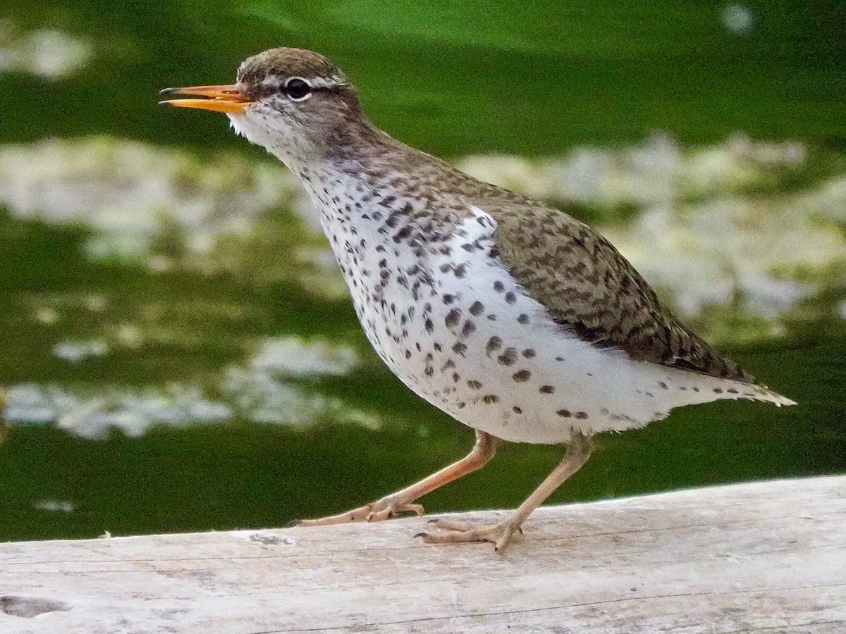 Spotted Sandpiper - Kathy Green