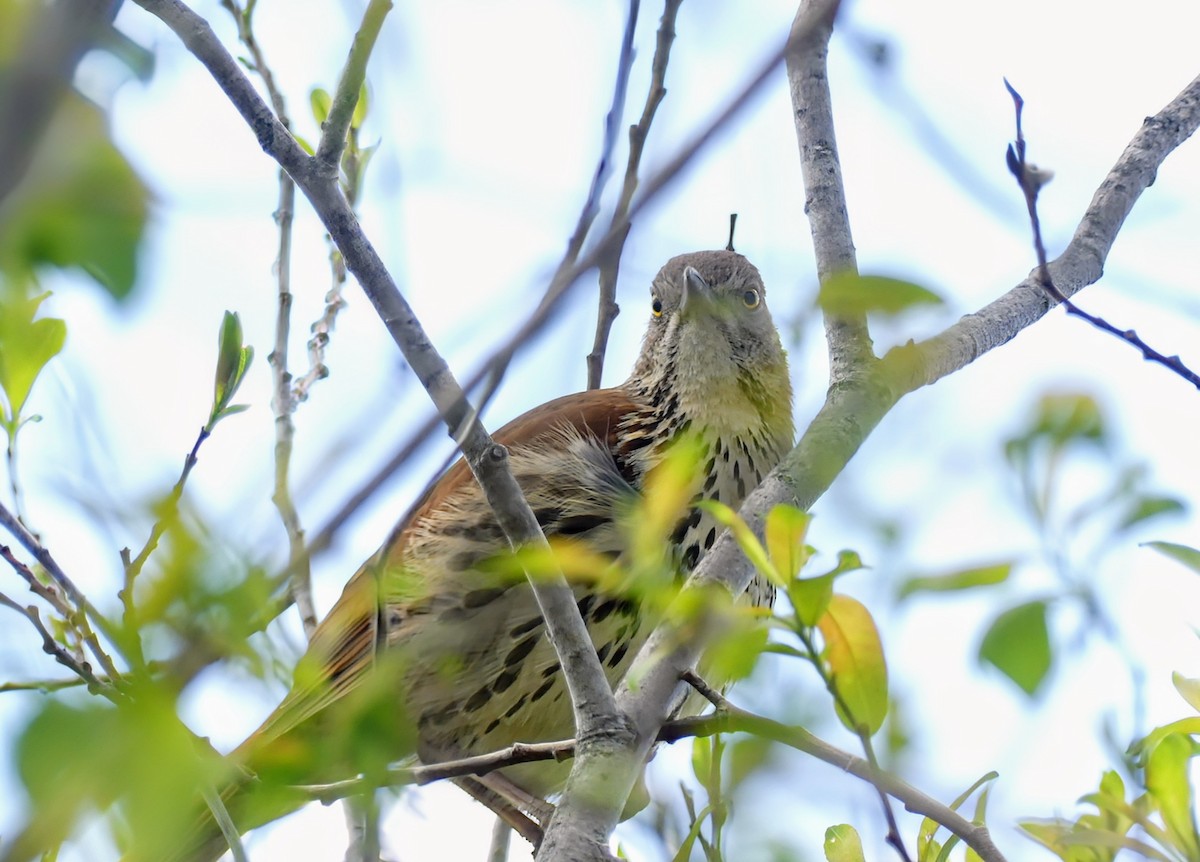 Brown Thrasher - Evan Peterson