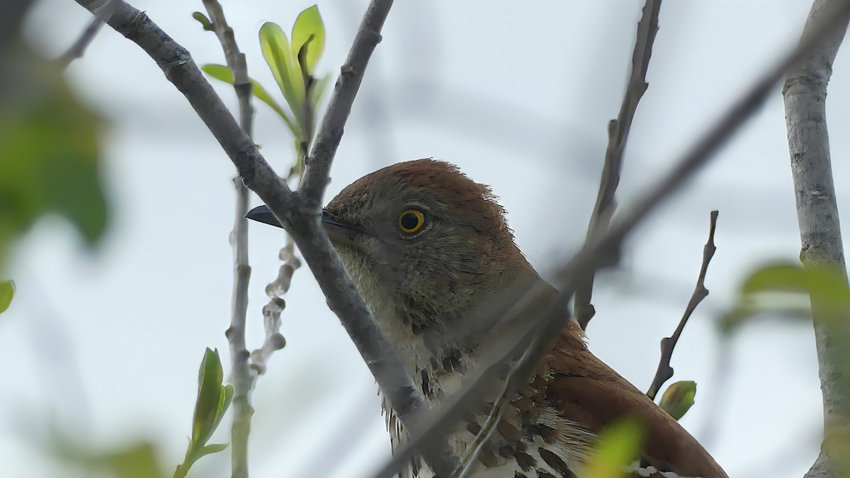 Brown Thrasher - Evan Peterson