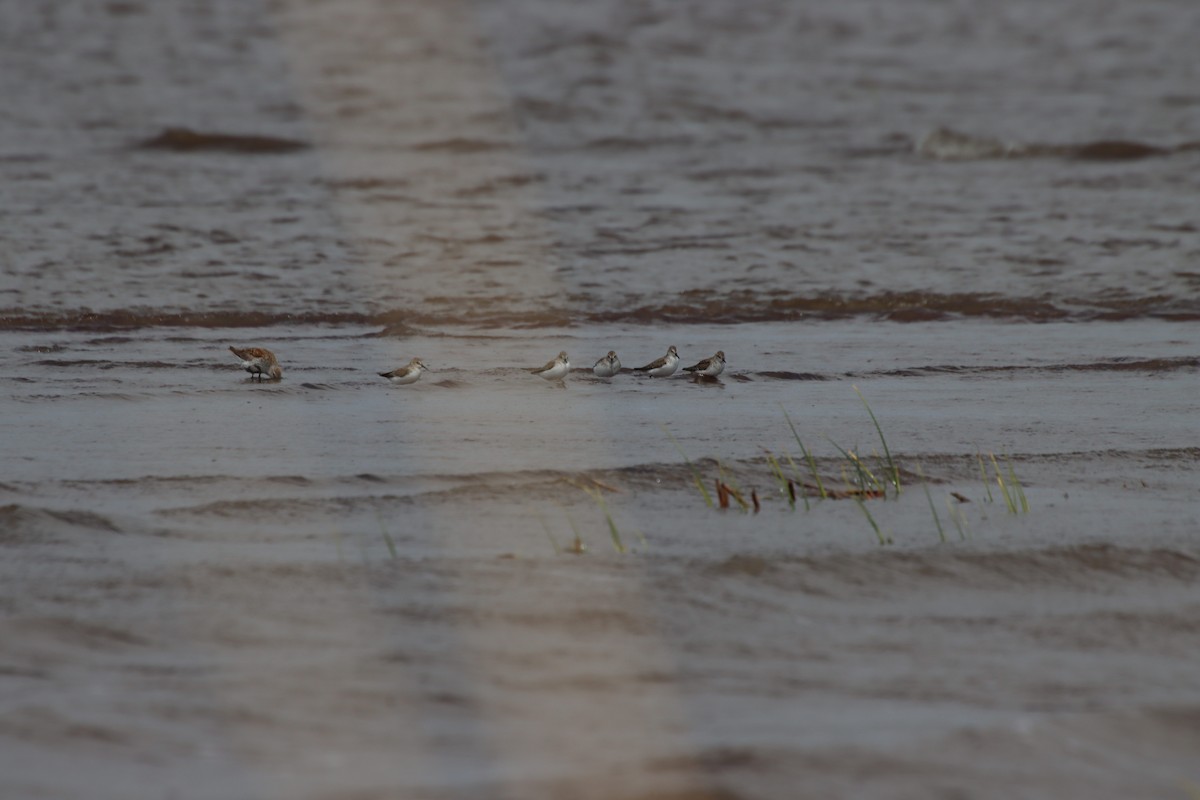 Semipalmated Plover - Caitlyn Rampersad